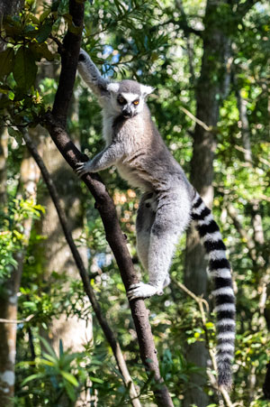 Ringtail lemur showing off his tail