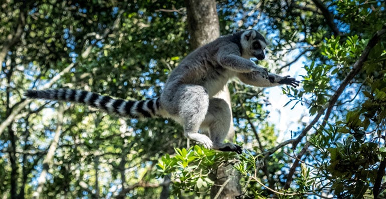 Lemur jumping through the trees