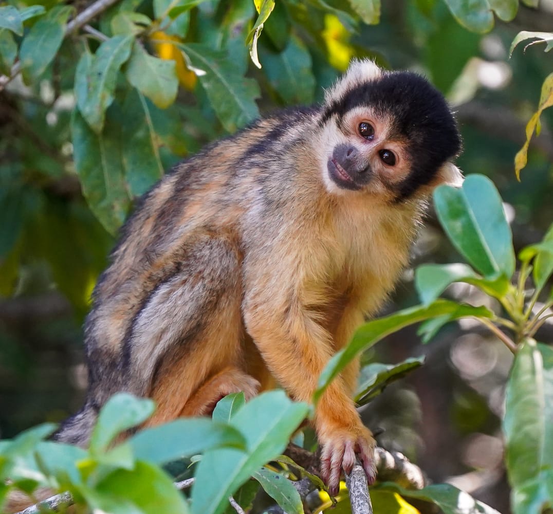 Squirrel Monkey with a half smile on its face