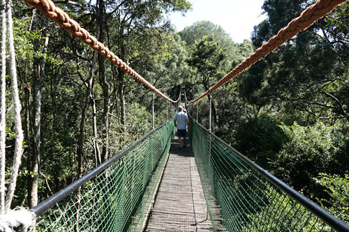 suspension bridge at Monkeyland