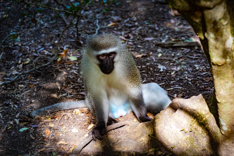 Vervet Monkey at Monkeyland Plettenberg Bay