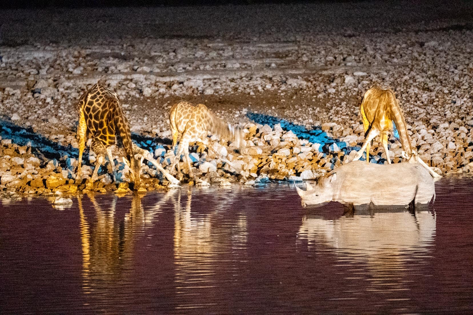 night-time shot at waterhole of giraffe and rhino using LR de-noising  