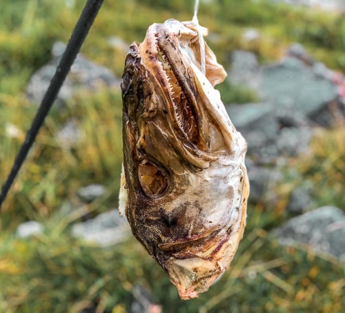 cod skeleton head hung with rope