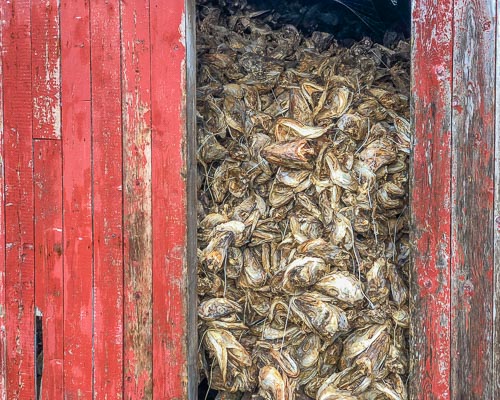 Red wooden shed with open door and filled with cod skeletons