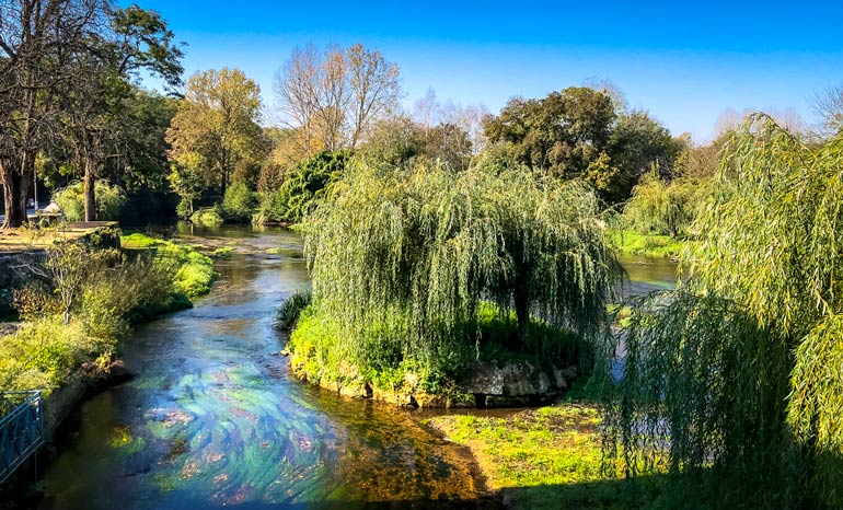 River with willow trees along and in it
