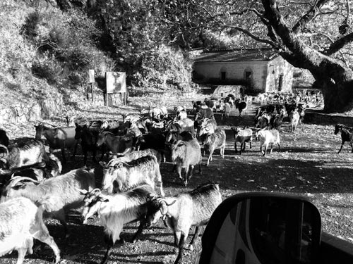 Goats-at-Dimitsana