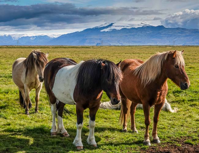 Friendly Icelandic horses