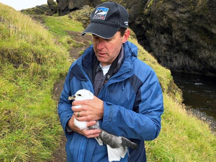 Lars holding an overweight fulmar chick in Iceland