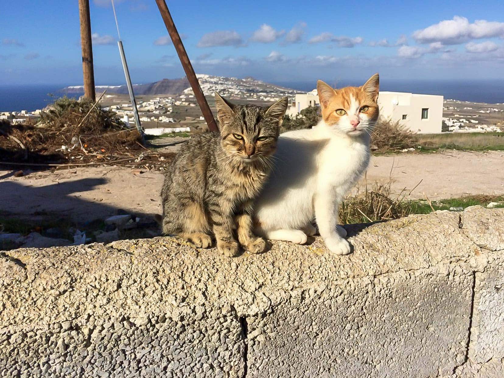 cats-at-Santorini a ginger and white cat sat on a wall beside a tabby cat
