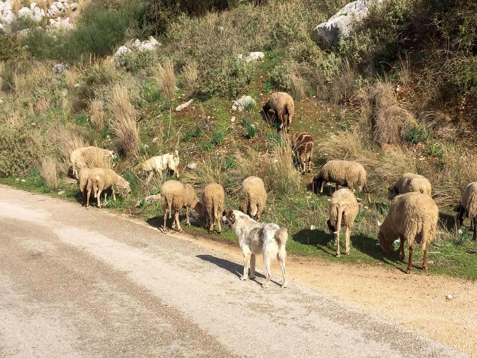 _dog-guarding-sheep along the side of a road 