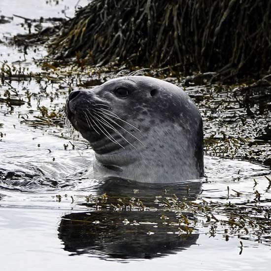 Icelandic seal pocking his head out of the water