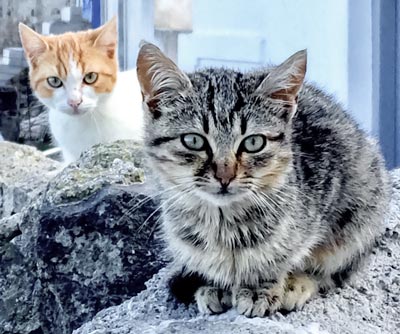Two-kittens two kittens sitting on a wall in Greece