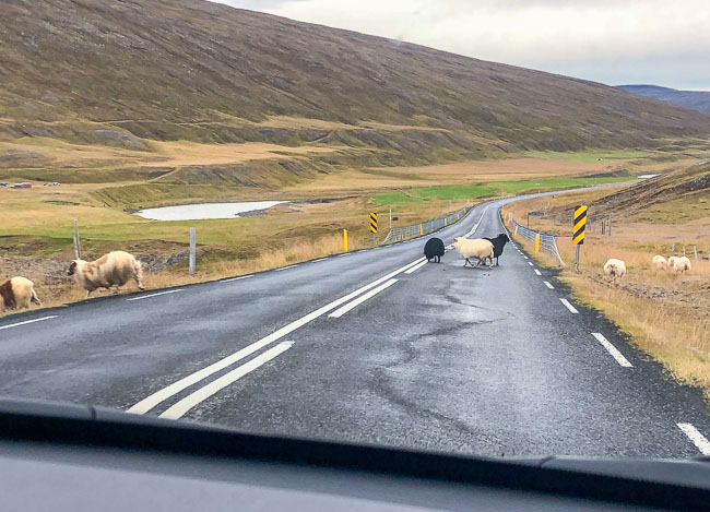 Sheep on the road in Iceland