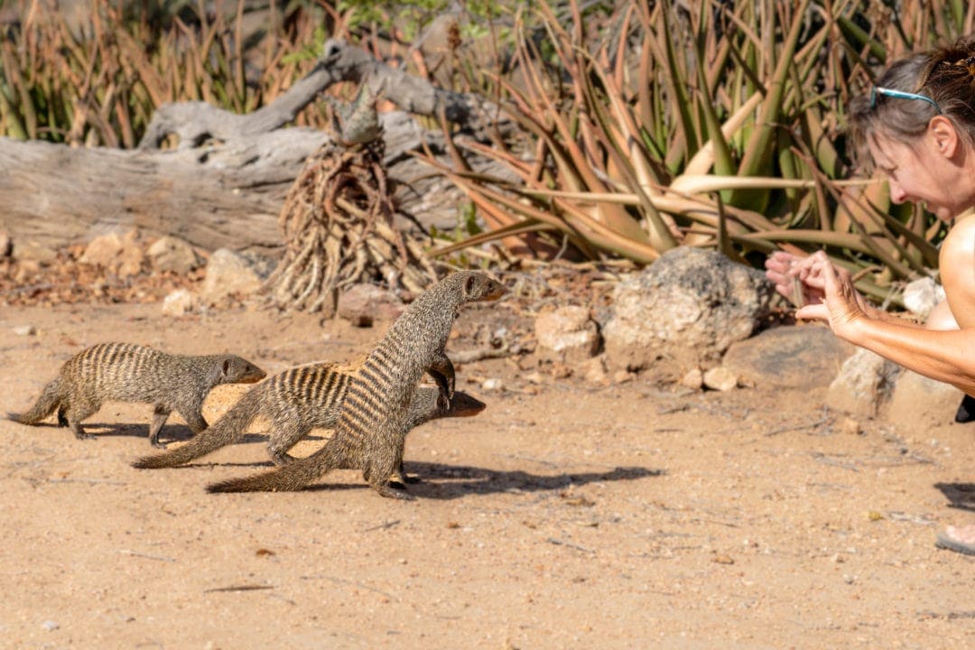 3x-Mongoose-in-Klaserie-Camp