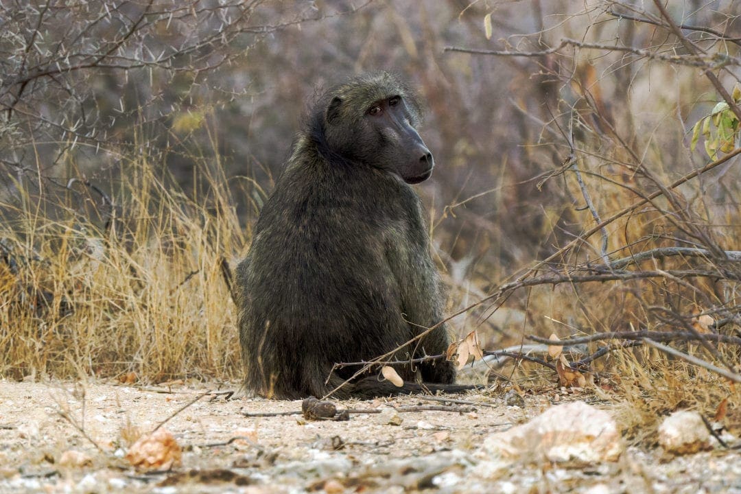 male baboob sitting and looking over his shoulder