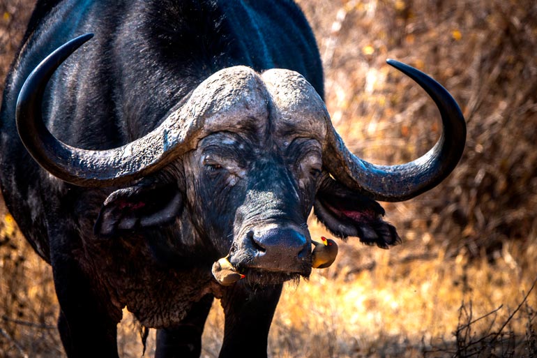 Buffalo with Oxpecker birds on its nose in Klaserie private nature 