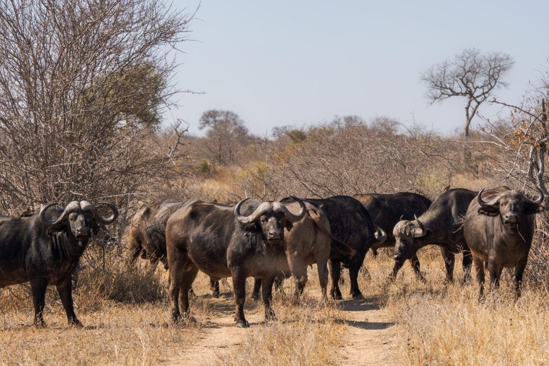 Buffalo-blocking-a-dirt-road at Klaserie