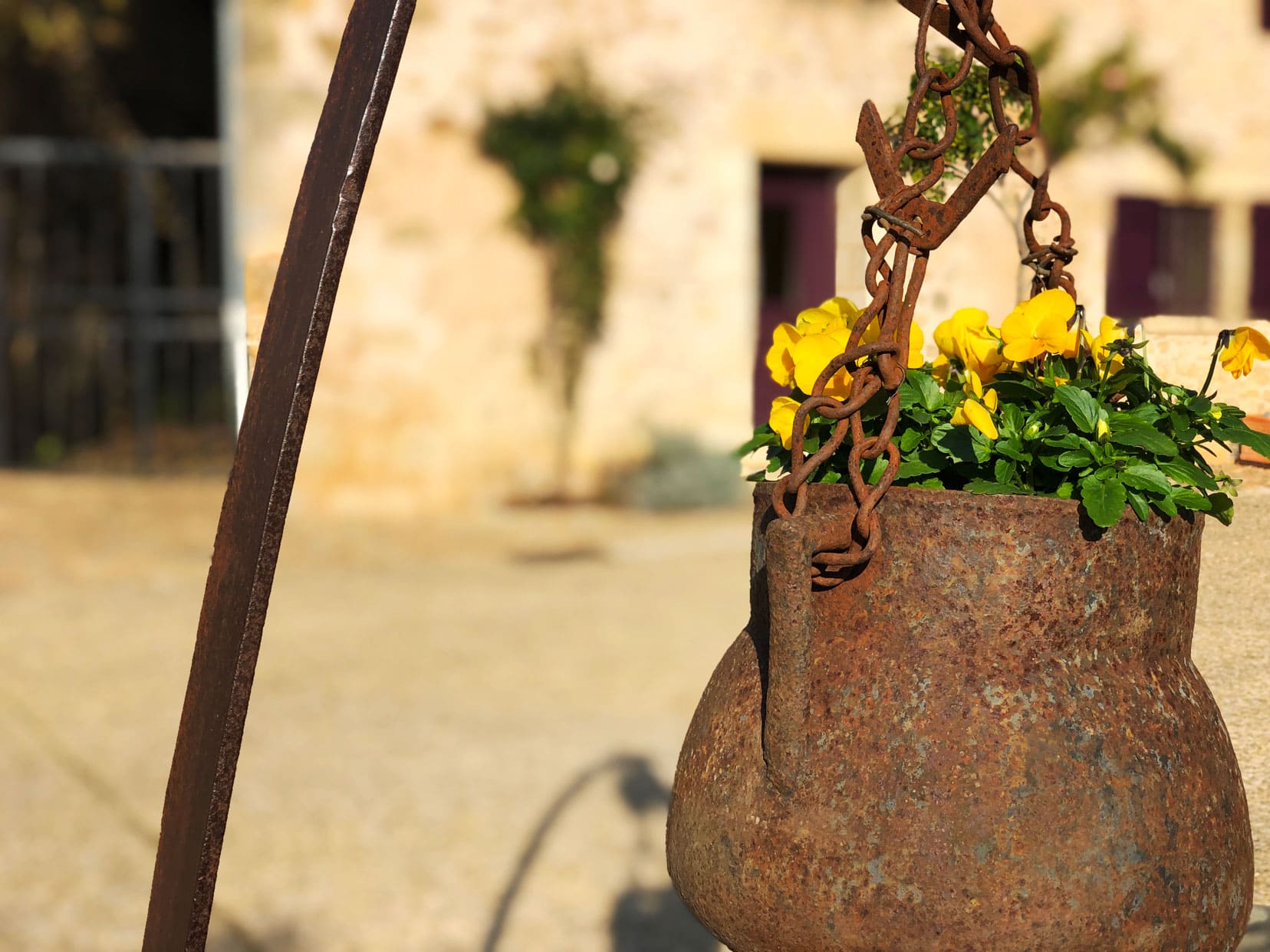 Old rusty pot filled with yellow flowers 