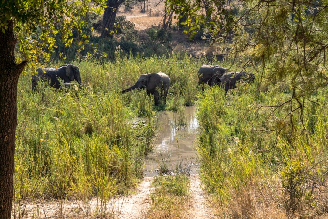 Elephants-in-a-river-eating-reeds