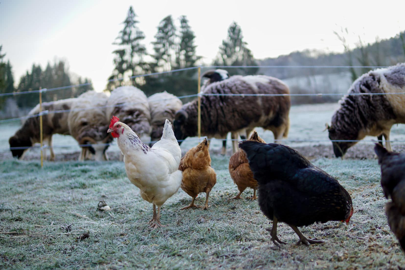 Chickens-and-sheep in a frosty field in a village in France