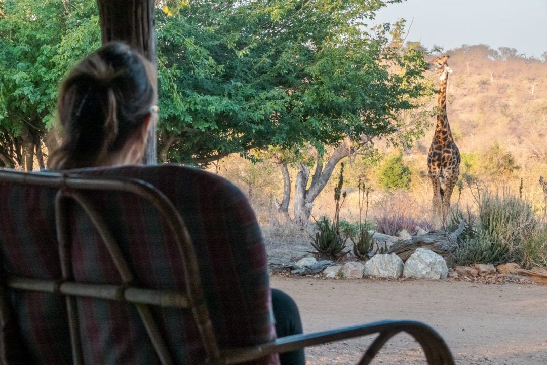 Giraffe-eating-a-tree-at-Klaserie with SHelley watching on a few meters away sat in the dining area 