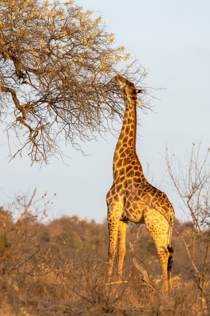 Giraffe-seen-at-sunset-at-Misava