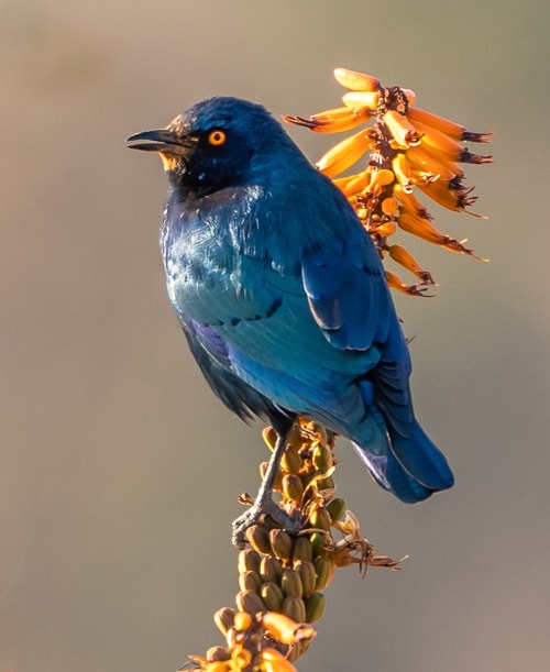 Greater-Blue-Eared-Starling-Edit