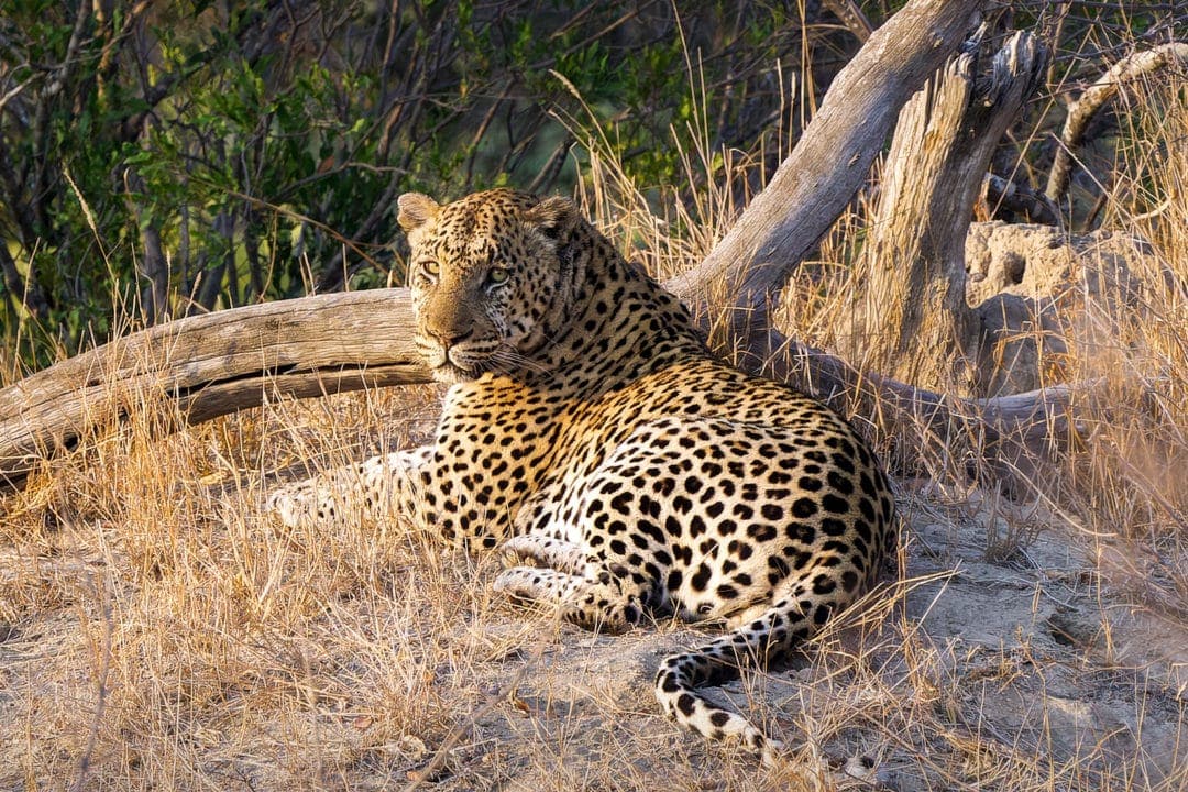 male leopard on a dirt mound