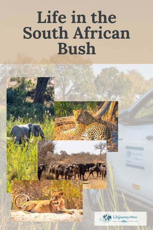 Life in African Bush pinterest pin