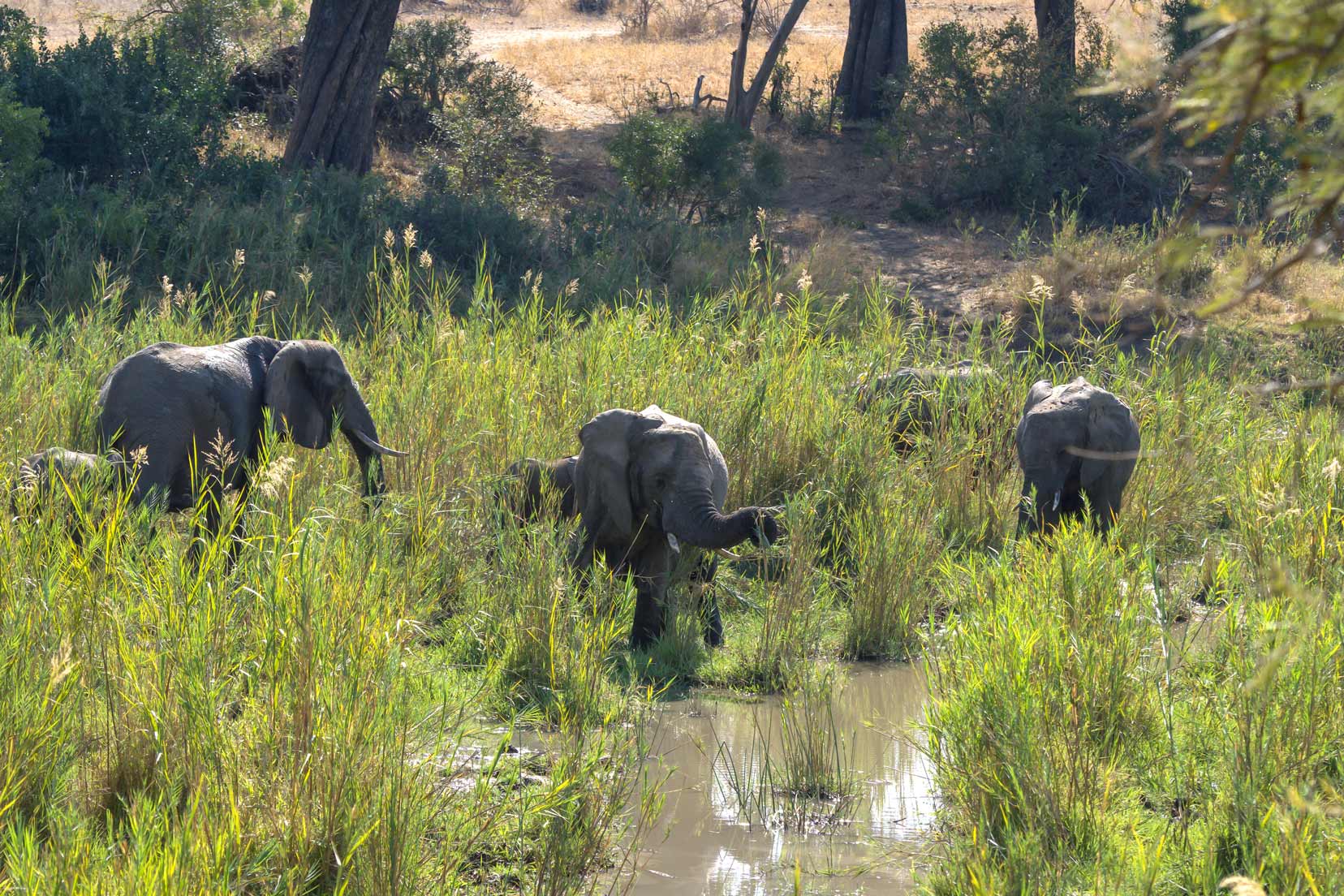 elephant-in-klaserie-river
