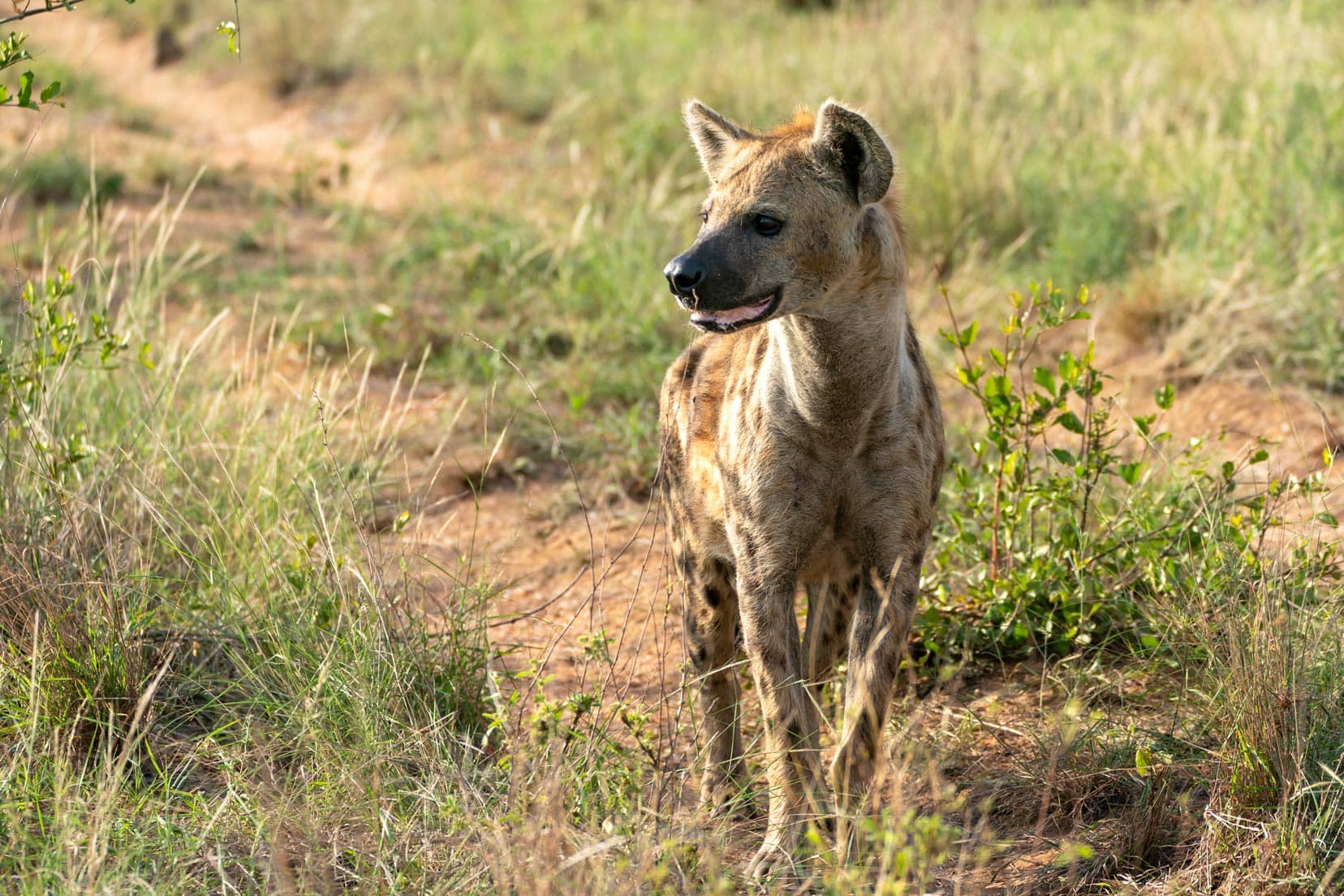 hyena in Klaserie