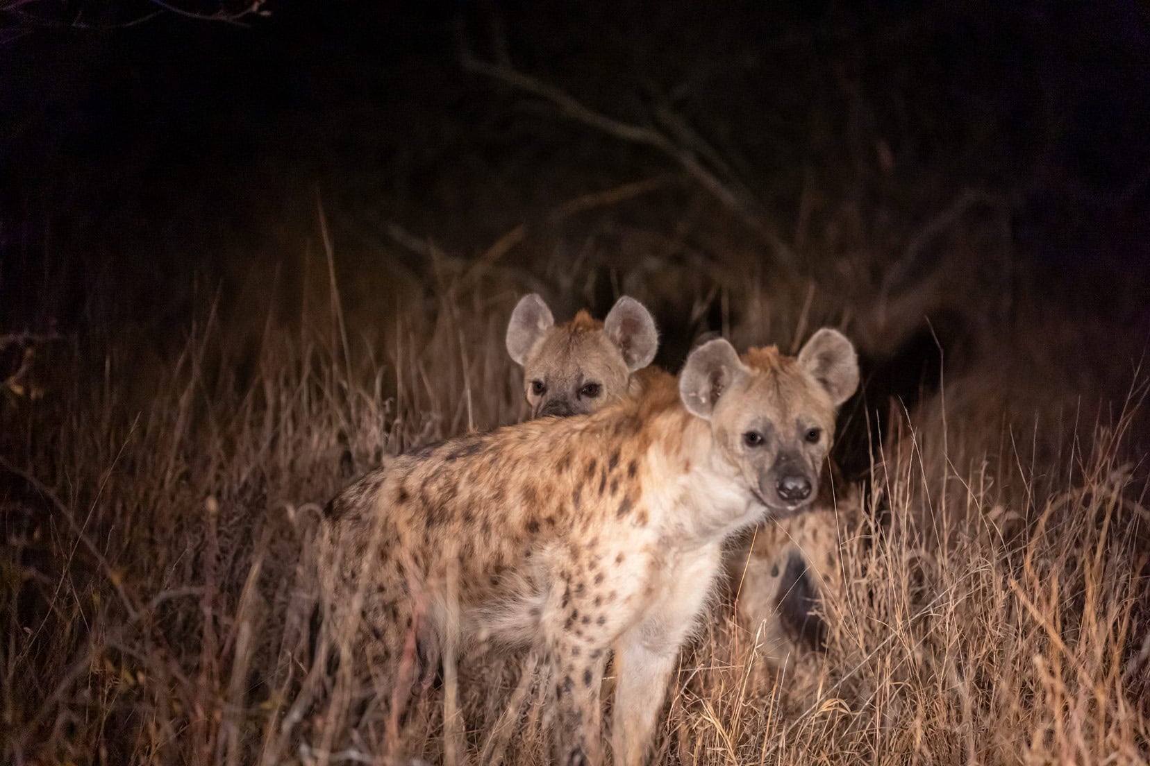 nighttime-hyena