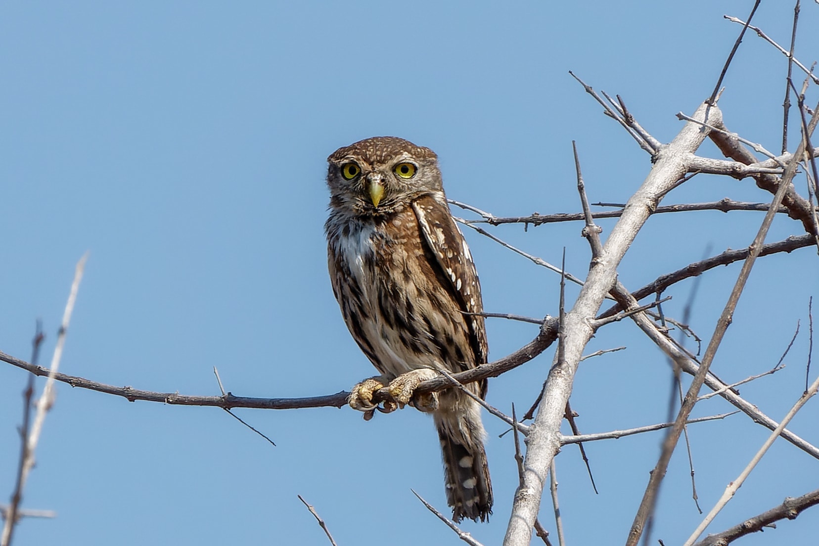 Pearl spotted owl on some branches at Klaserie Nature Reserve