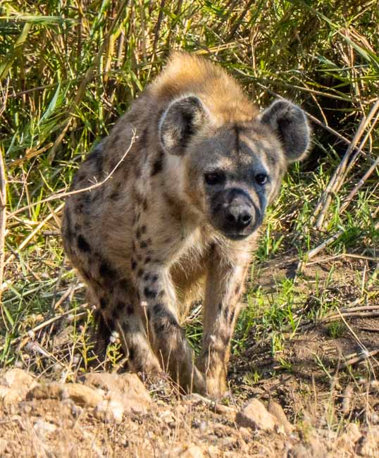 hyena near a river