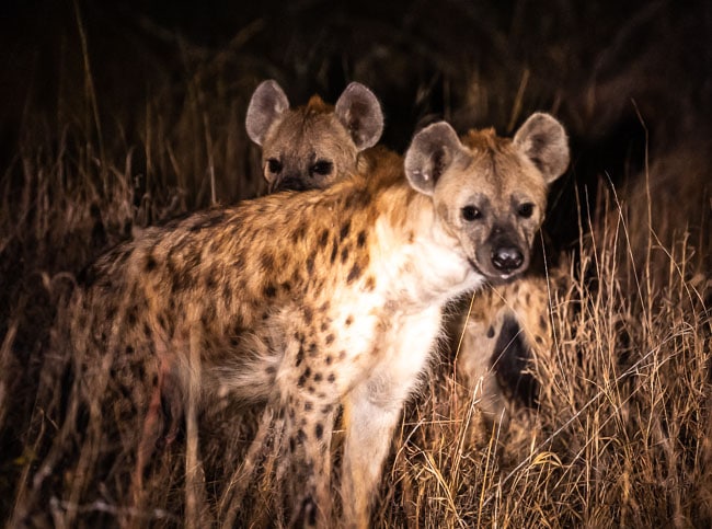 South African Bush Hyena x 2 at night hyenas on the prowl