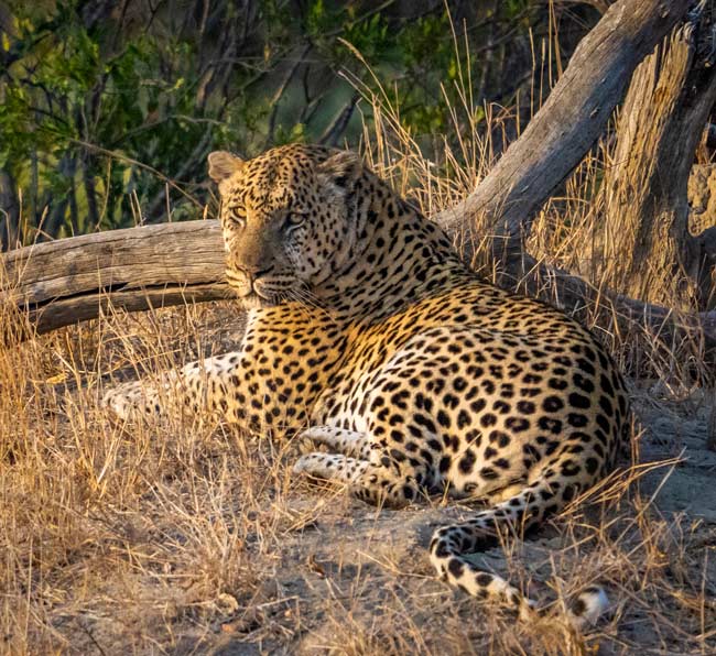 leopard sunning himself on a mound