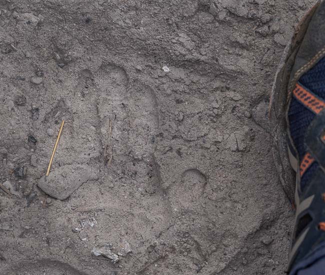 baboon footprint in ash