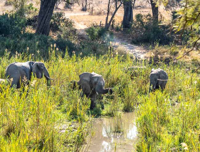 elephants at a river crossing