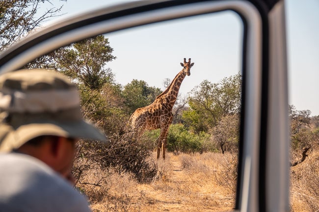 Giraffe photographed from the bush camper in south african bush