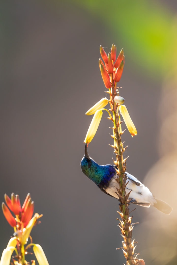 Sunbird-on-aloe-vera