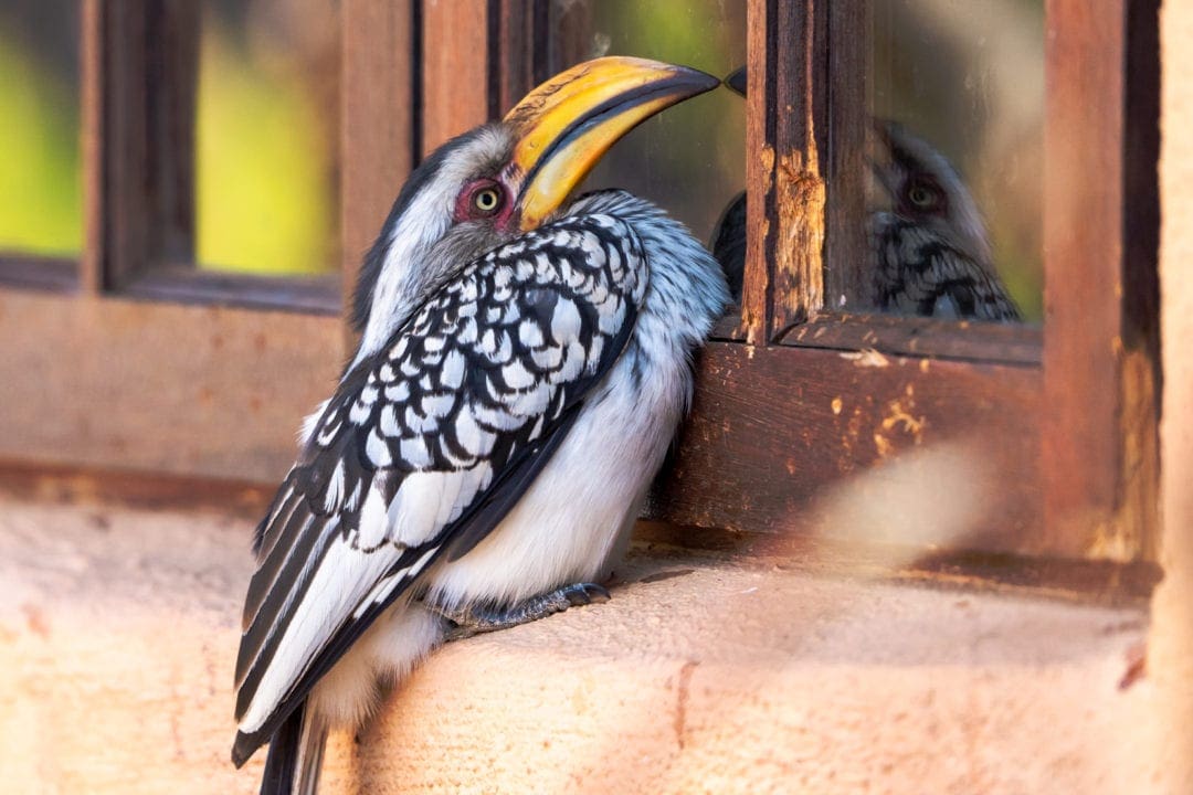 Yellow-billed-hornbill-at-window