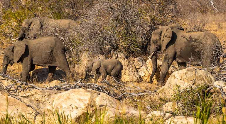 Elephants at Klaserie Nature Reserve