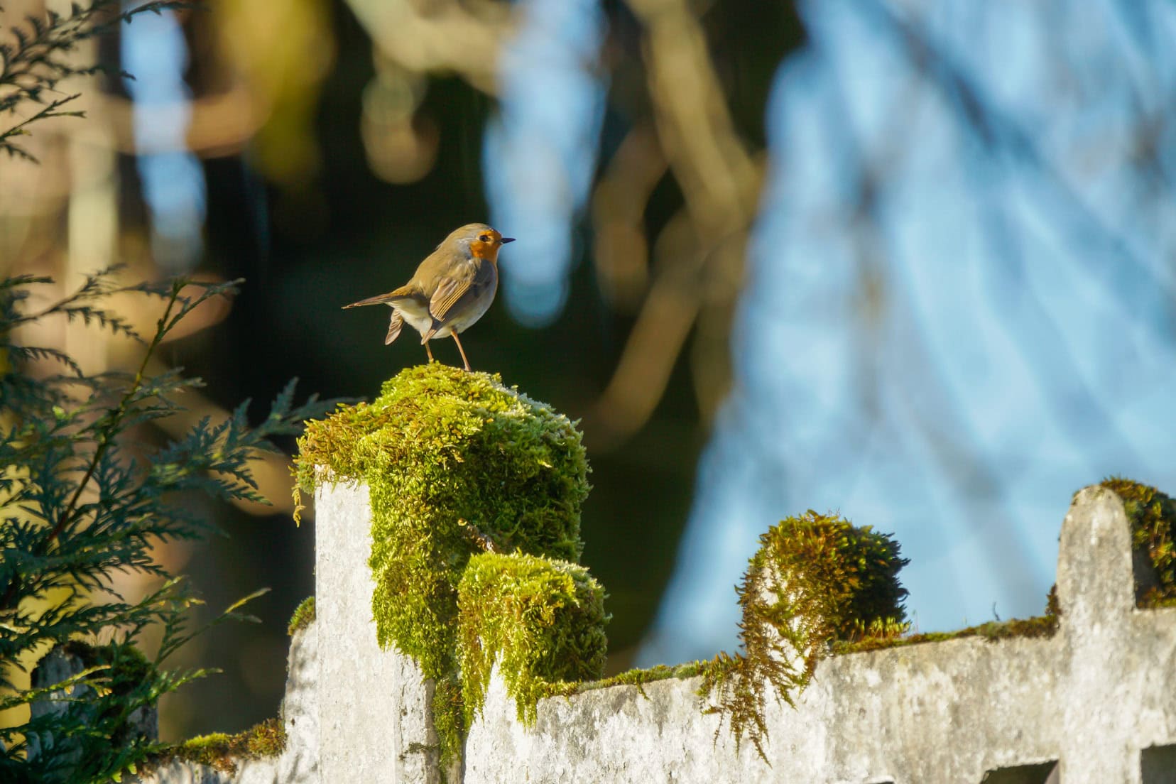 robin-in-villars on a mossy fence