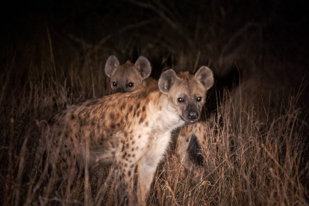 hyenas-at-night