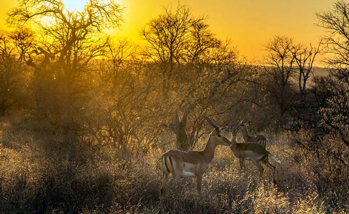 impala-in-late-afternoon-sun 