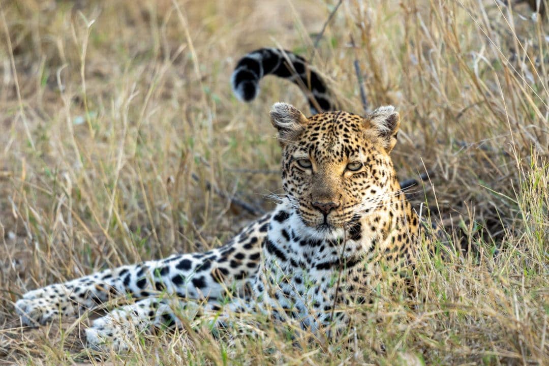 leopard-in-the-grass-at-Misava