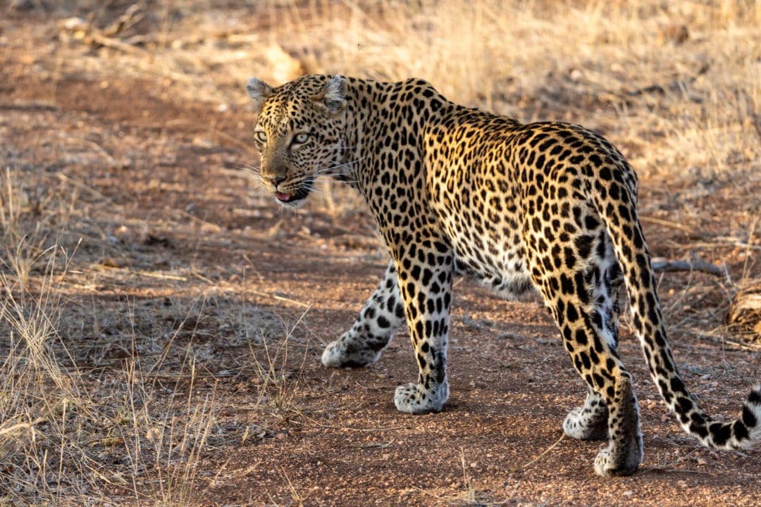 leopard-on-the-hunt