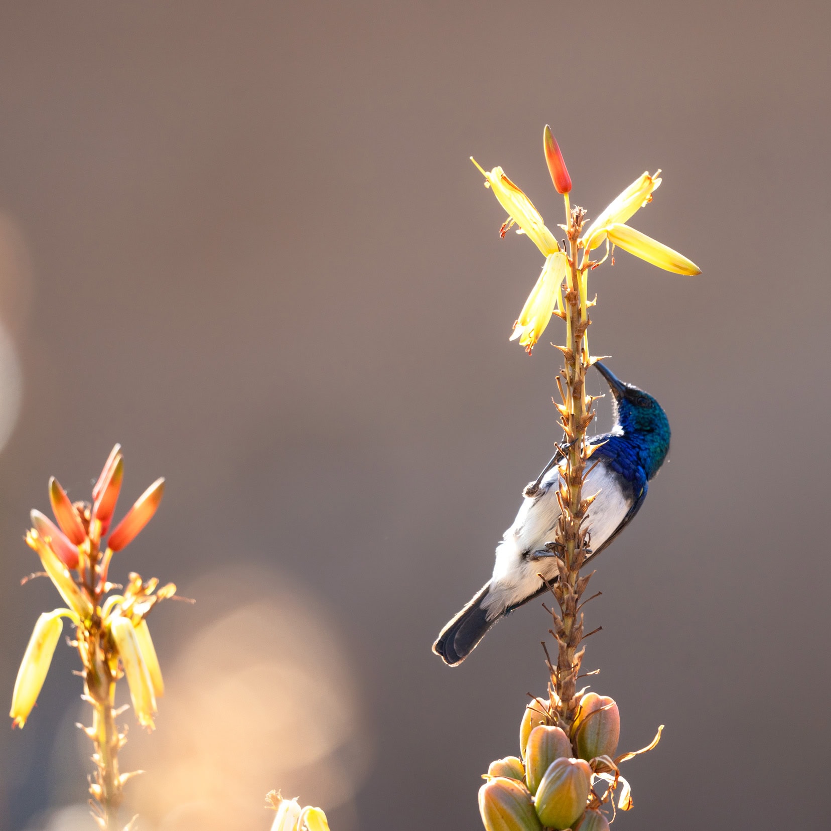 white-breasted-sunbird-