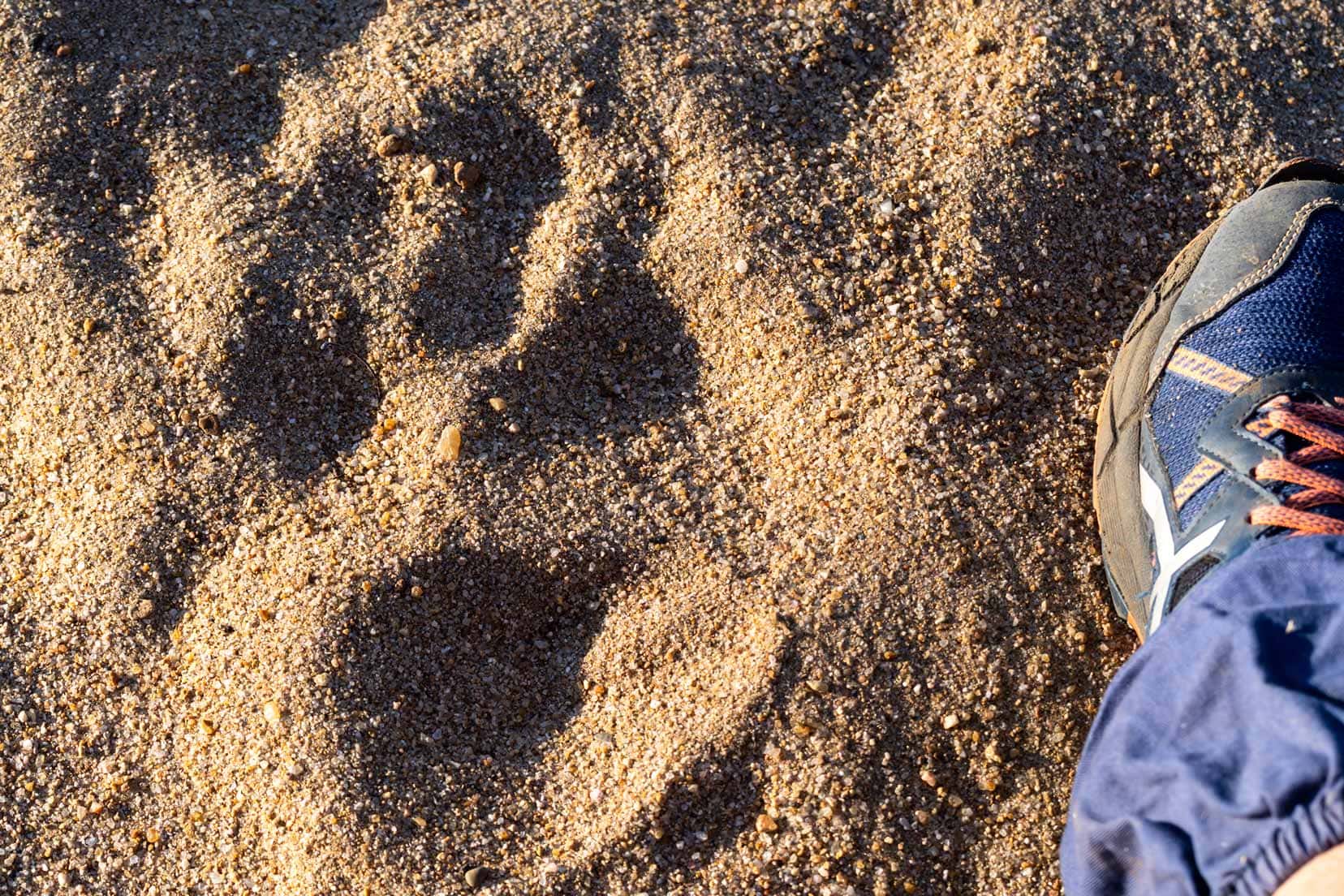 lion-paw-sand-imprint