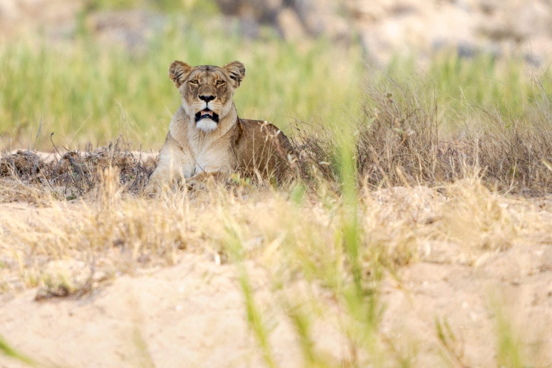 lioness-lying-on-the-sand-watching-me